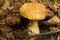 Yellow boletus mushroom and black feather in undergrowth