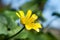 Yellow botany beautiful flower nature blurred background