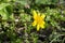 Yellow botany beautiful flower nature blurred background