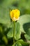 Yellow botany beautiful flower nature blurred background