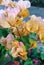 yellow bougainvillea bloom petal