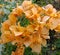 Yellow bougainvillea flower scientific name: Bougainvillea is a perennial plant of the type of shrub.