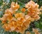 Yellow bougainvillea flower scientific name: Bougainvillea is a perennial plant of the type of shrub.