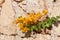 Yellow bougainvillea, Sharm el Sheikh, Egypt