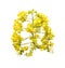 Yellow bouguet flowers