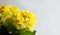 Yellow bouquet of blooming begonias on a white background