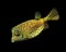 Yellow box fish puffer reef fish