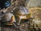 yellow box turtle pictures