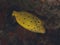 Yellow boxfish