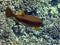 Yellow Boxfish on Coral Reef 2195