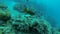 Yellow boxfish on coral reef