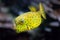 Yellow boxfish Ostracion cubicus.