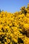 Yellow bracken bush