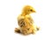 Yellow Brahma chick on white background, selective focus