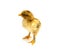 Yellow Brahma chick on white background, selective focus