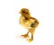 Yellow Brahma chick on white background, selective focus