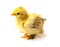 Yellow Brahma chick on white background, selective focus