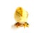 Yellow Brahma chick on white background, selective focus