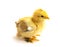 Yellow Brahma chick on white background, selective focus