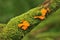 Yellow brain fungus (Tremella mesenterica)