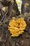 Yellow brain jelly fungus growing on a tree in springtime