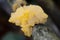 Yellow Brain - Tremella mesenterica