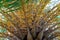 Yellow branches of a coconut tree close-up