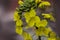 The yellow Brassica napus In The Field, Rutabaga , Turnip