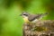 Yellow breast bird with gray back and green background