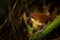 Yellow-breasted Antpitta, Grallaria flavotincta, in the habitat, Mindo, Ecuador. Rare bird antpitta from dark forest, wildlife