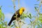 Yellow Breasted Blackbird