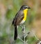 Yellow-breasted Chat in the Rocky Mountains