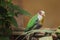 Yellow-breasted fruit dove, balorinay, Ptilinopus occipitalis. Birds watching. Portrait