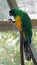 Yellow-breasted musk parrot or masked shining-parrot Fiji