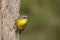 Yellow Breasted Robin NSW Australia