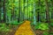 Yellow brick road through forest