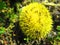 Yellow brier brush plant zoom shoot