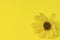 Yellow bright background with yellow flower on the right. Banner for writing your text, copy space, blur
