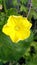 Yellow bright beautiful flower hd image of nature morning  noon seen