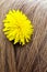 Yellow bright dandelion flower in blond hair