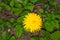 Yellow bright dandelion flower. A useful plant used in cosmetology and medicine