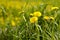 Yellow bright dandelions in green grass