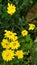The yellow bright flowers daisy flowers bunga aster kuning cerah