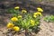 Yellow bright flowers, leaves and bud dandelions on plant of  spring nature