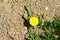 Yellow bright flowers, leaves and bud dandelions on plant of spring nature.