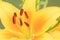 Yellow bright lily flower macro shot