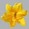 Yellow bright lily isolated on a background ultimate gray