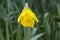 YELLOW BRIGHT LONEY DAFFODIL AMONGST THE GRASS