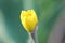 Yellow Bright Narcissus Bud