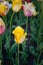 Yellow bright tulip on dark green background